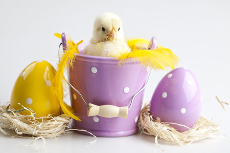 Baby chicks isolated on whiteの写真素材