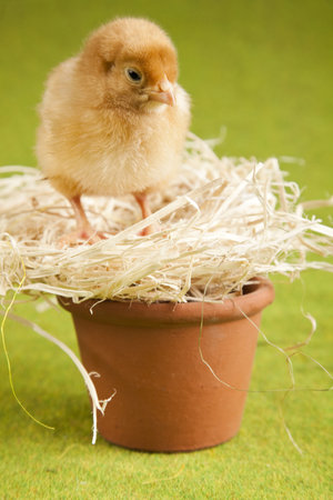 Easter animal