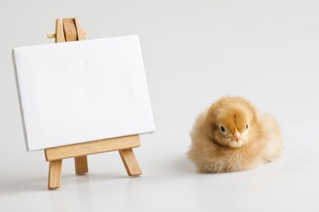 Easter Chick on table,frameの写真素材