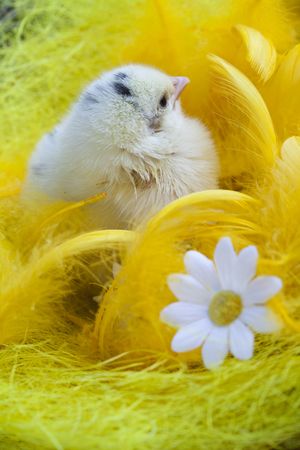 Baby chickの写真素材