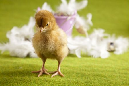 Baby chickの写真素材