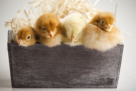 Cute little chicksの写真素材
