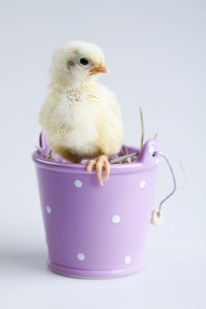 Baby chicks isolated on whiteの写真素材
