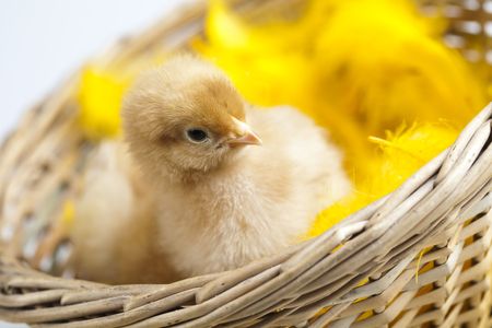 Happy Easter. Chickens in basketの写真素材