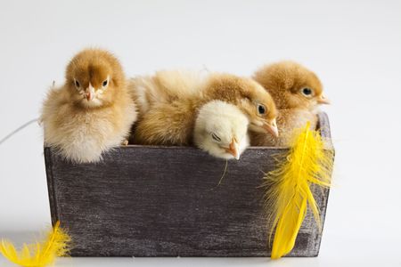 Happy Easter animalの写真素材