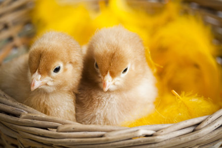 Chicks