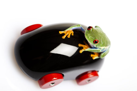 Small animal red eyed frog