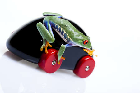 Toy and frogの写真素材