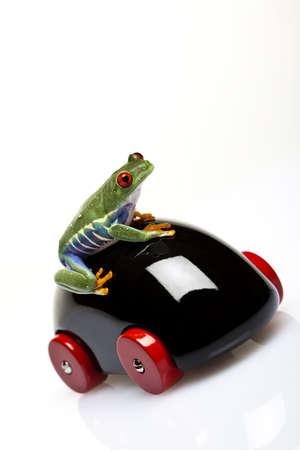 Green Frog の写真素材