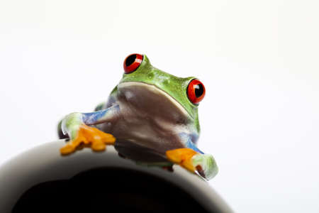 Frog の写真素材