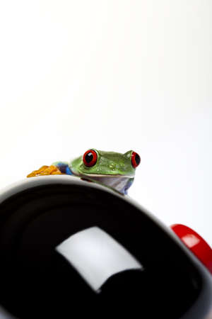 Frogの写真素材