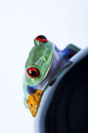 Frogの写真素材