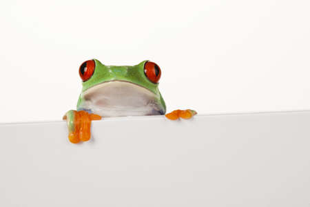 Frame frogの写真素材