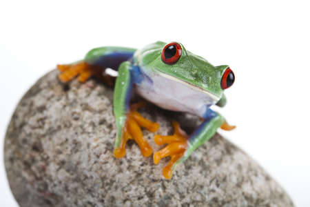 Frog on a stone    の写真素材
