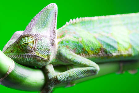 Lizardの写真素材