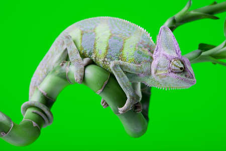 Green animal の写真素材