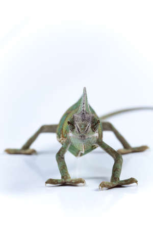Chameleon isolated over white backgroundの写真素材