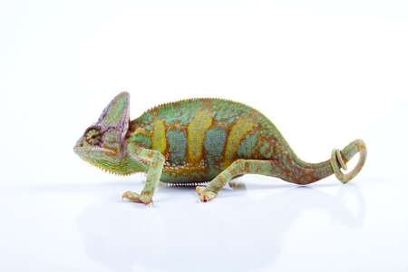 Chameleon isolated over white backgroundの写真素材