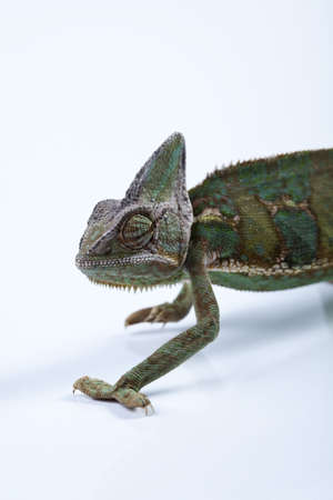 Lizard familiesの写真素材