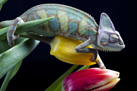 Tulip and Chameleonの写真素材