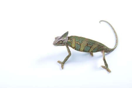 Chameleonの写真素材