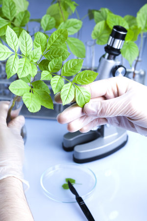 Floral science in blue laboratory 