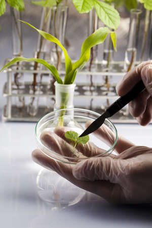 Science experiment and plants の写真素材