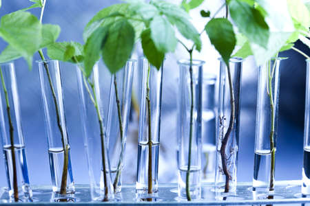 Ecology laboratory experiment の写真素材