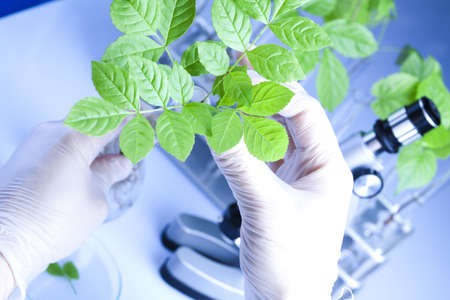 Scientist  samples of  super grow plants の写真素材