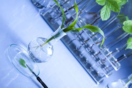 Plants  and laboratory の写真素材
