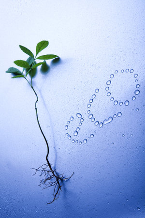 Eco