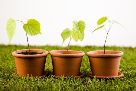 Plantsの写真素材