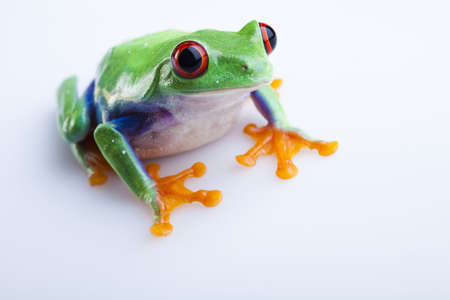 Green frogの写真素材