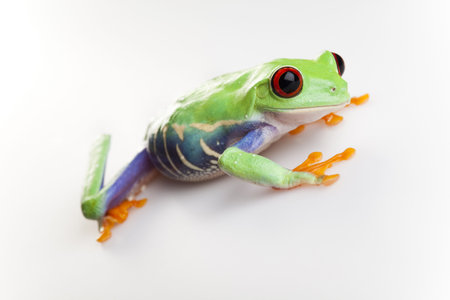 Frog - small animal red eyed