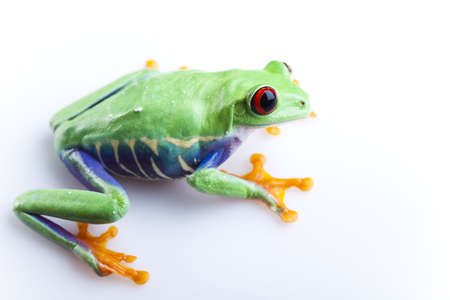 Small frogの写真素材