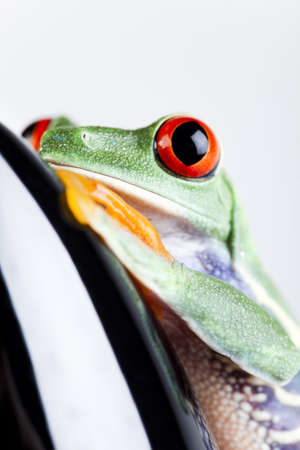 Small frogの写真素材