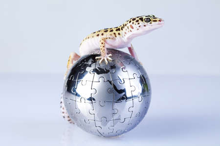 Globe in geckoの写真素材