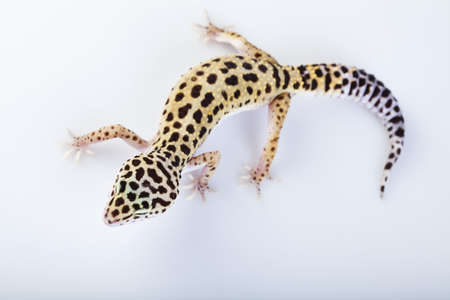 Small gecko reptile lizardの写真素材