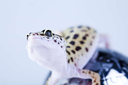 Gecko in globeの写真素材