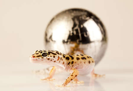 Globe in geckoの写真素材