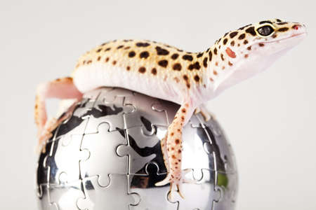 Globe in geckoの写真素材