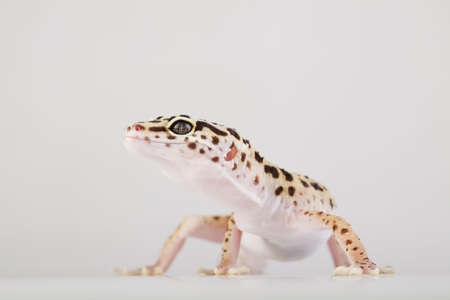 Small gecko reptile lizardの写真素材