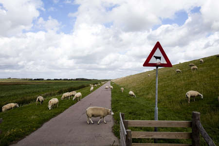 Sheepの写真素材