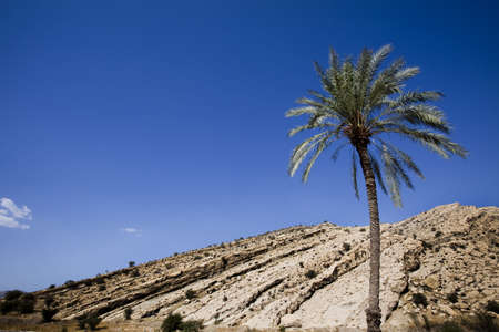 Palm Tree の写真素材