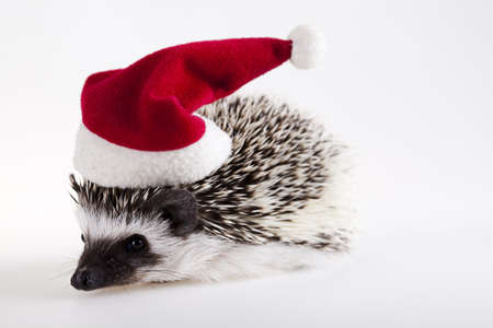 Hedgehog christmasの写真素材