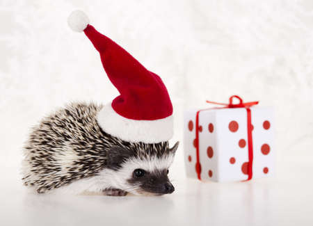Hedgehog christmasの写真素材