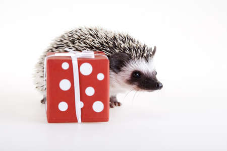  Hedgehog christmasの写真素材