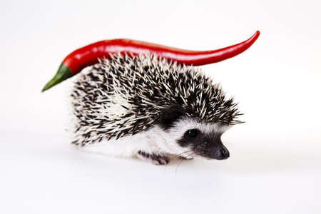 Hot Hedgehogの写真素材