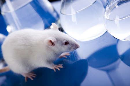Laboratory ratの写真素材