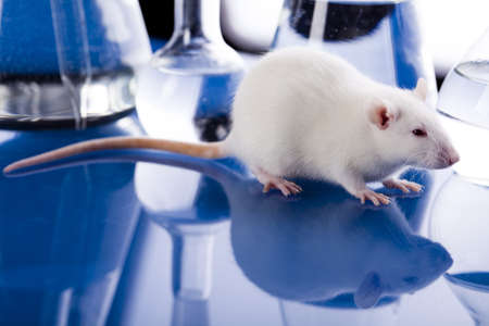 Animal Laboratoryの写真素材